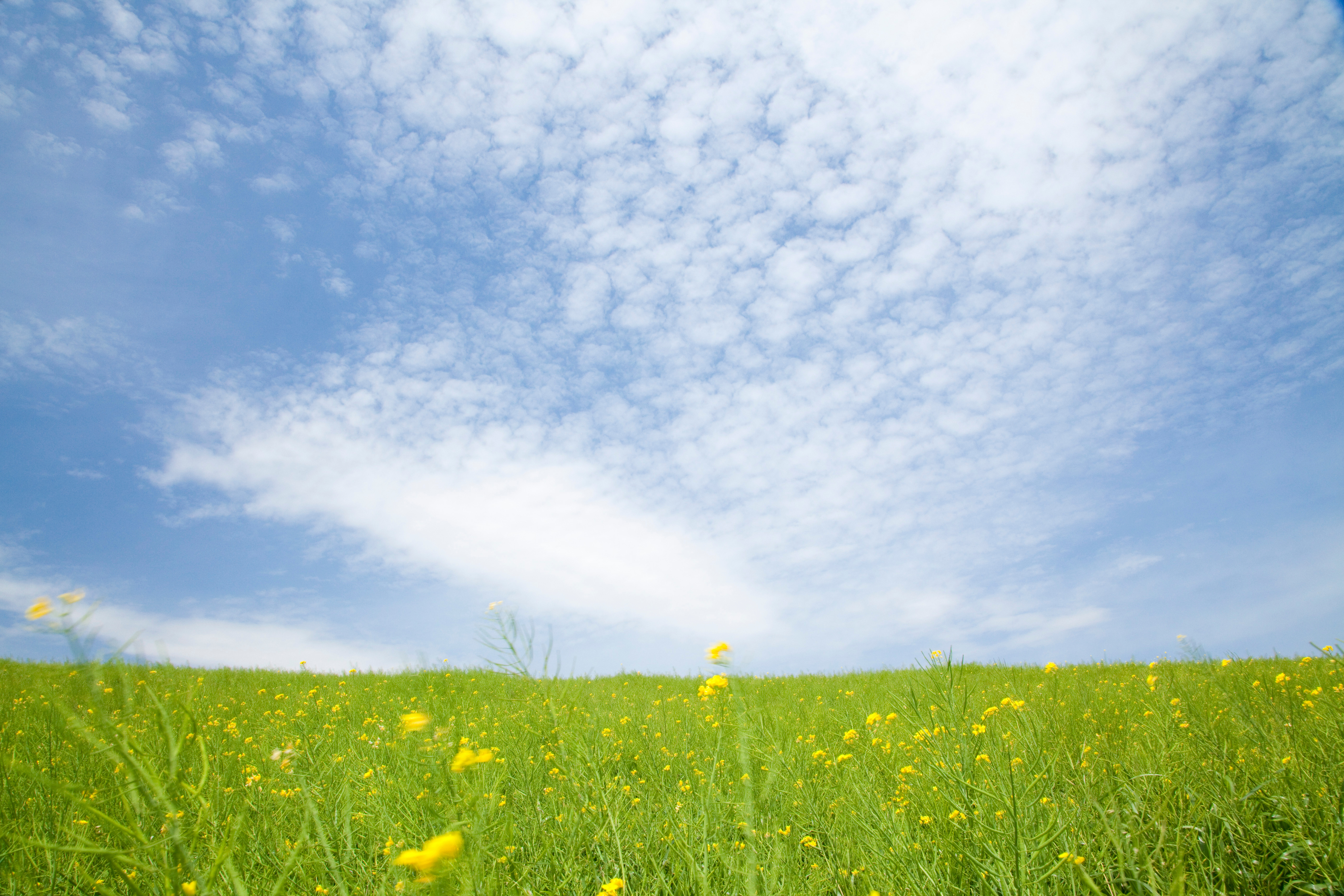Grassy field